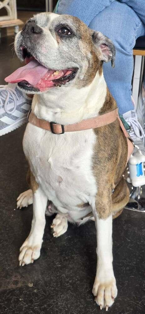 Sophie V - Silver Heart, Adoptable, Senior Female Boxer.