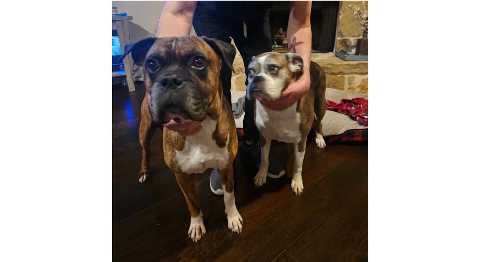 Sophie V - Silver Heart, a Adoptable Boxer in Hewitt, TX image 5/6
