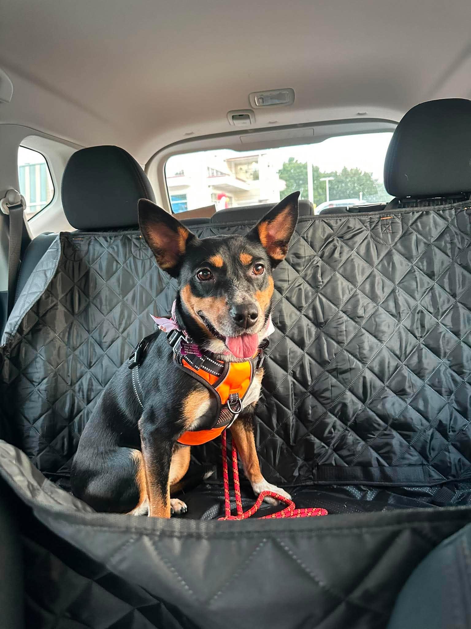 Percy, an adopted mixed breed in New Castle, DE image 2/4