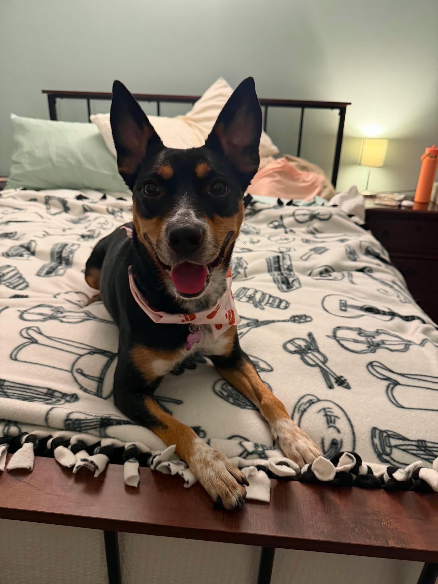 Percy, an adopted mixed breed in New Castle, DE image 4/4