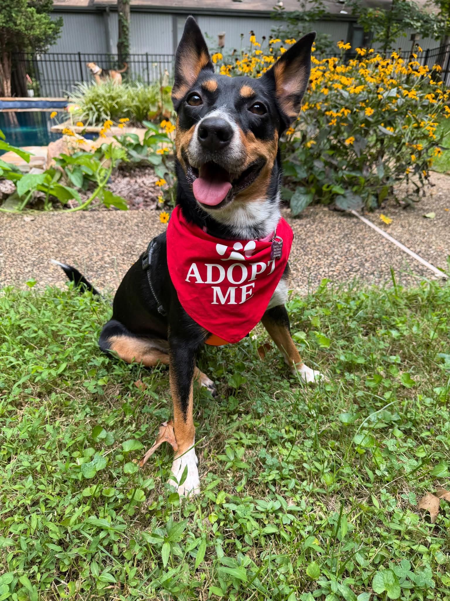 Percy, adopted, Adult Female Australian Cattle Dog / Blue Heeler.