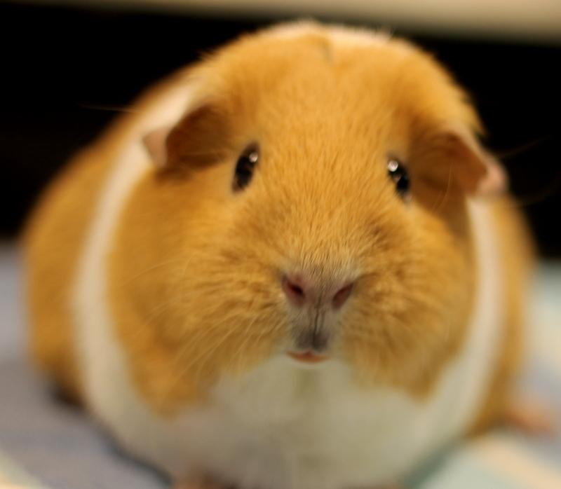 Enlarge Peaches, a ADOPTABLE Guinea Pig in Budd Lake, NJ image 6/6