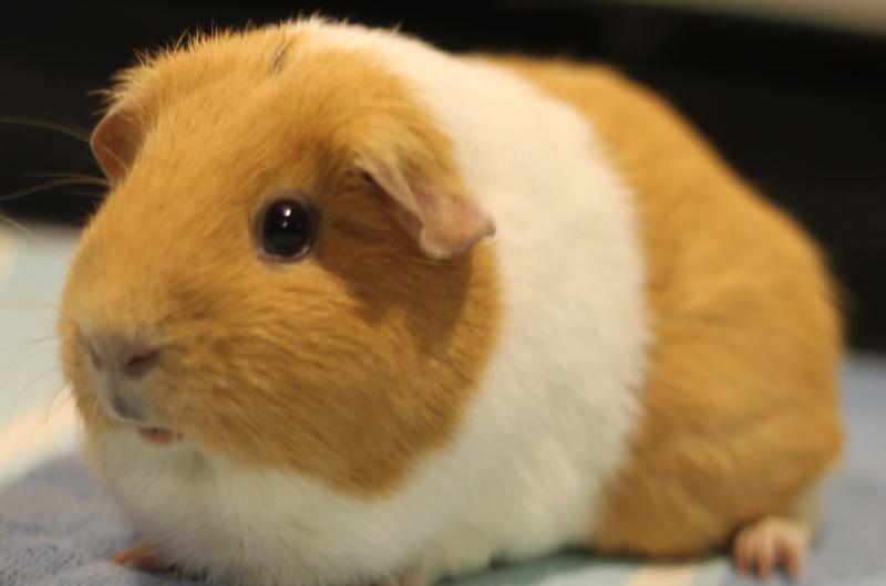 Enlarge Peaches, a ADOPTABLE Guinea Pig in Budd Lake, NJ image 5/6