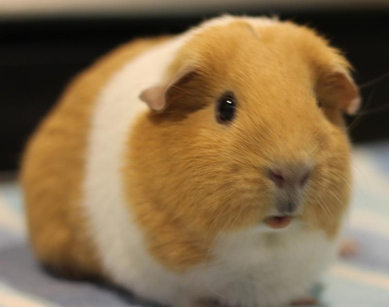 Enlarge Peaches, a ADOPTABLE Guinea Pig in Budd Lake, NJ image 2/6