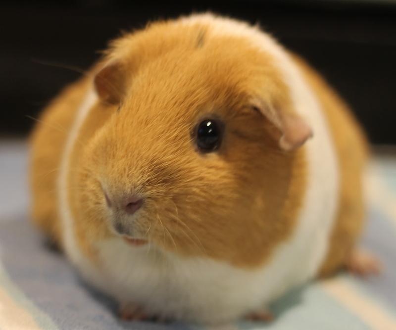 Enlarge Peaches, a ADOPTABLE Guinea Pig in Budd Lake, NJ image 3/6