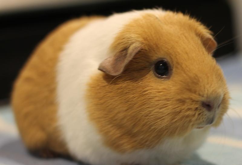 Enlarge Peaches, a ADOPTABLE Guinea Pig in Budd Lake, NJ image 4/6