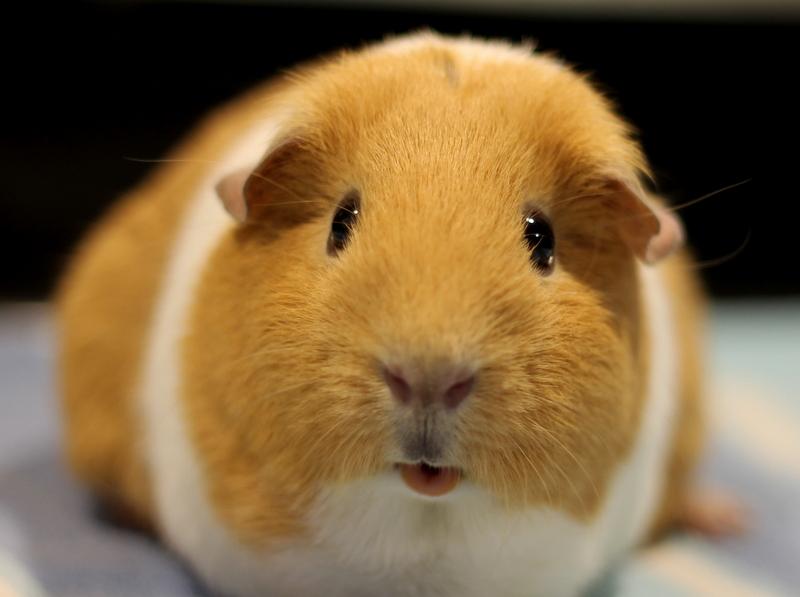 Peaches, ADOPTABLE, Senior Female Guinea Pig.