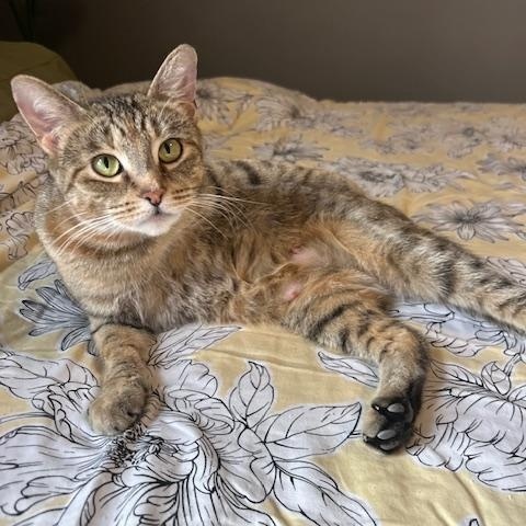 Enlarge Taylor DW 0324 AVO, a Adoptable Domestic Medium Hair in West Bloomfield, MI image 1/3