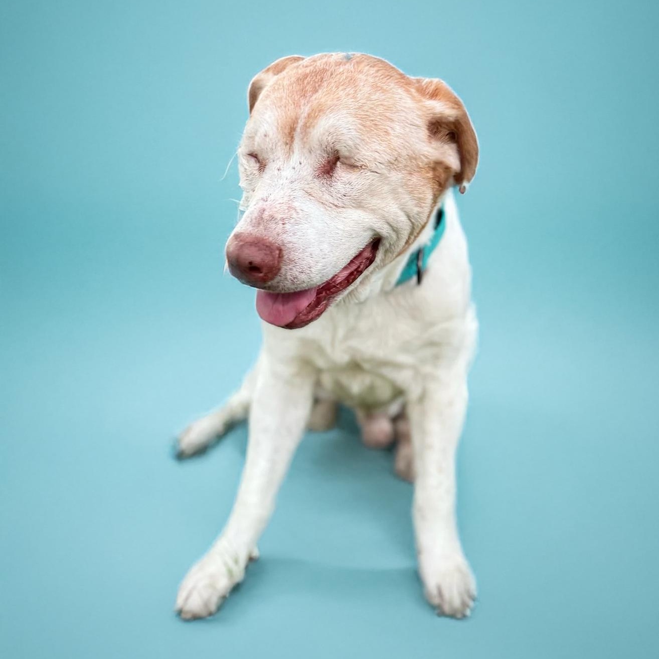 Garfield, Adoptable, Senior Male Pit Bull Terrier.
