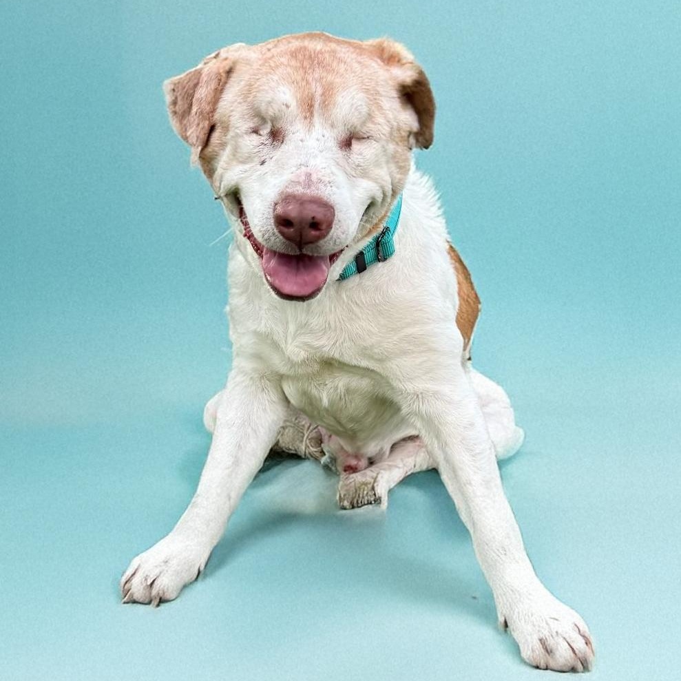 Enlarge Garfield, a Adoptable mixed breed in Scottsdale, AZ image 3/3