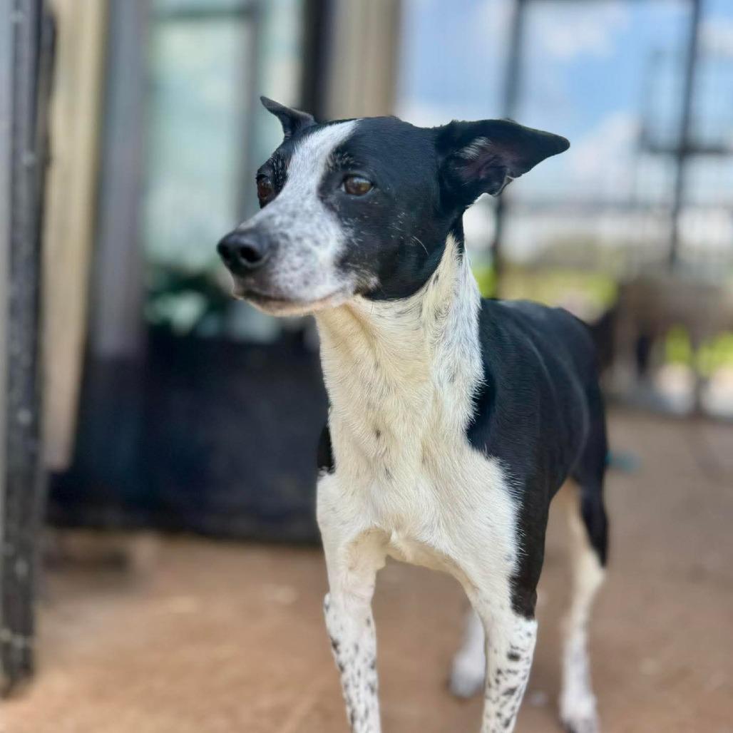 Monte, Adoptable, Adult Male Australian Cattle Dog / Blue Heeler & Mixed Breed.