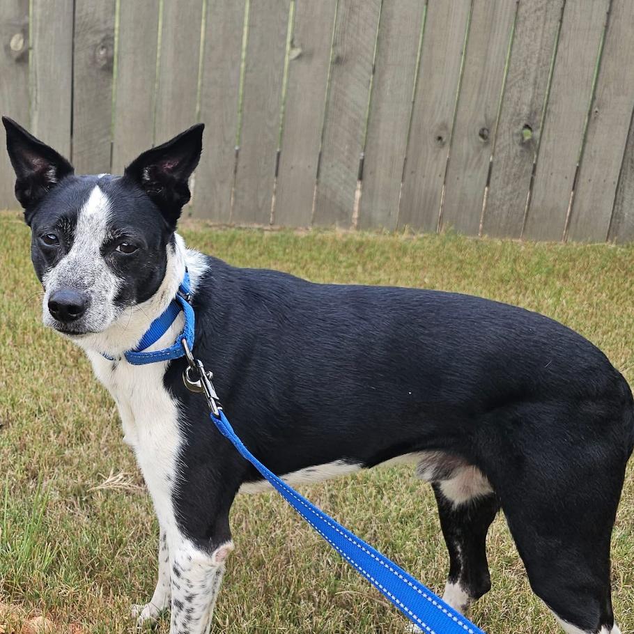 Monte, a Adoptable mixed breed in Huntsville, AL image 2/3