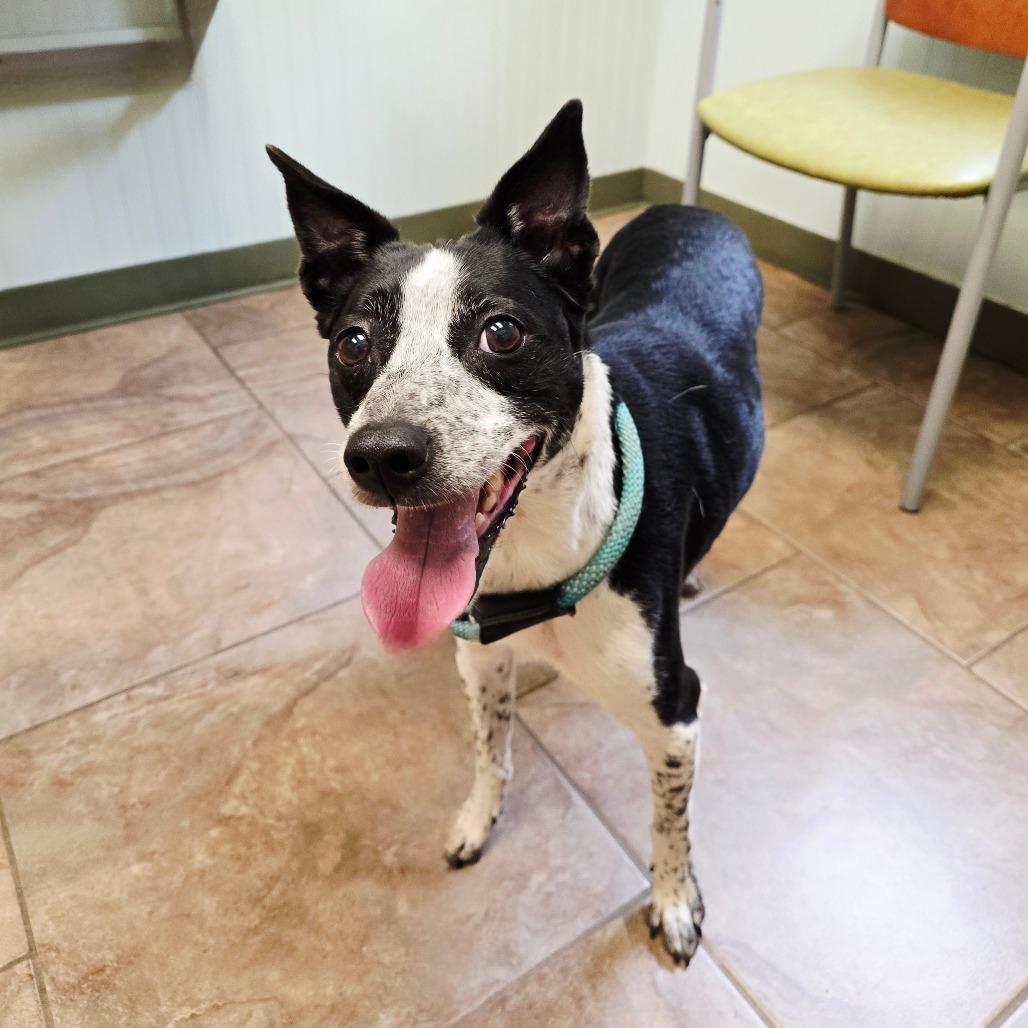 Monte, a Adoptable mixed breed in Huntsville, AL image 3/3