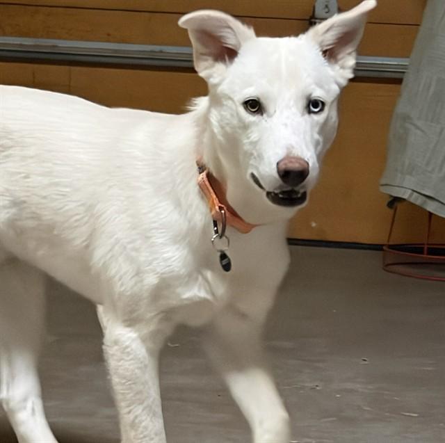 Enlarge ZIA, a Adoptable mixed breed in Albuquerque, NM image 1/1