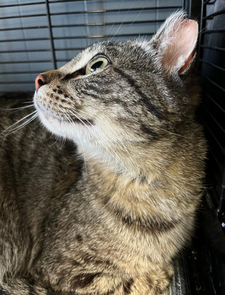 Muffin, Adoptable, Young Female Domestic Short Hair.