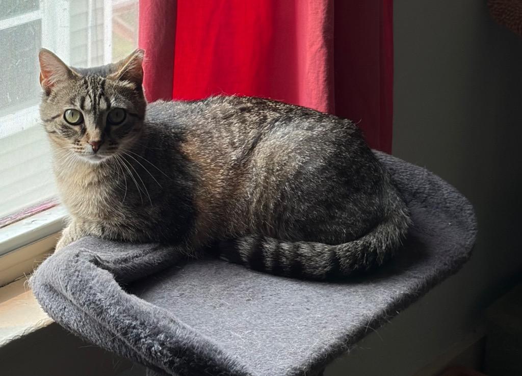 Muffin, Adoptable, Young Female Domestic Short Hair.