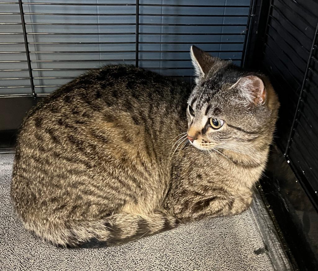 Muffin, a Adoptable mixed breed in Fond Du Lac, WI image 3/4