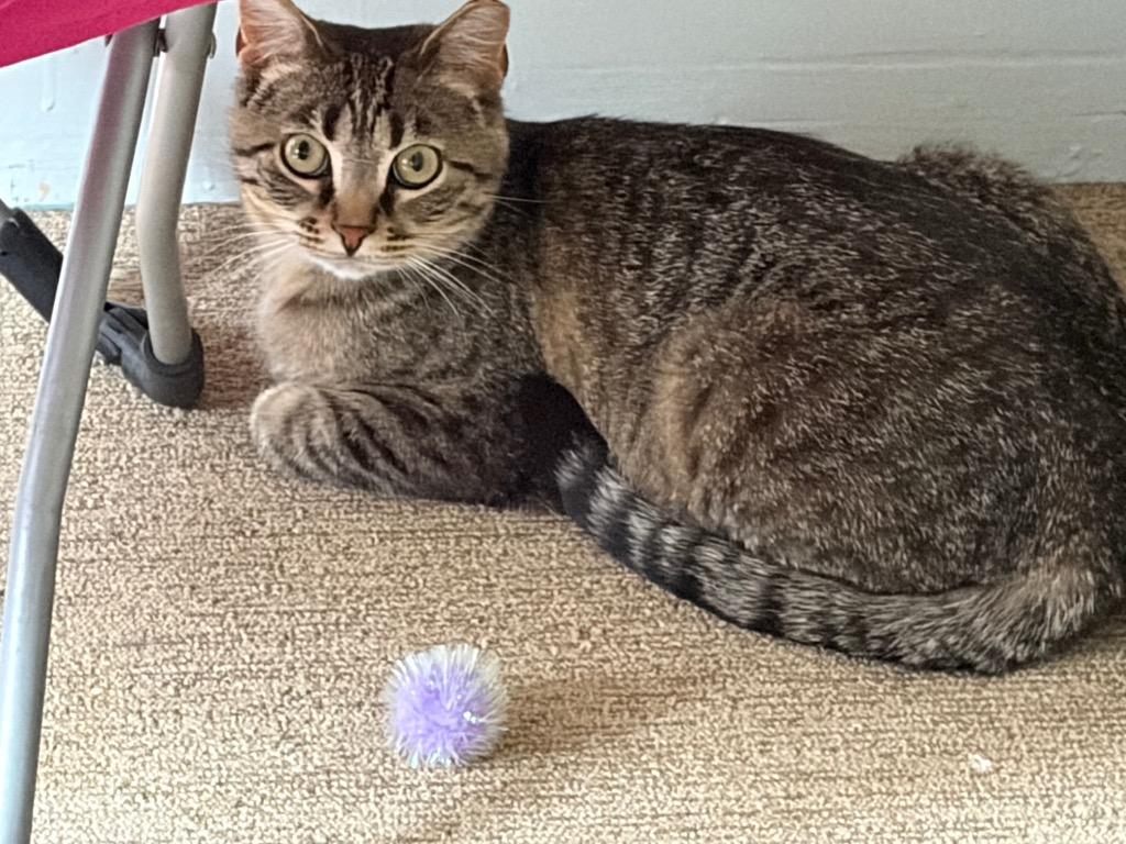 Muffin, a Adoptable mixed breed in Fond Du Lac, WI image 3/4