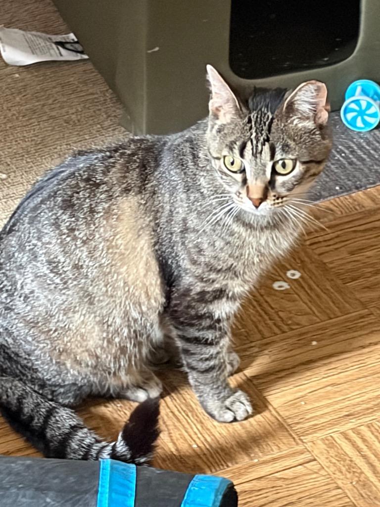 Muffin, a Adoptable mixed breed in Fond Du Lac, WI image 4/4