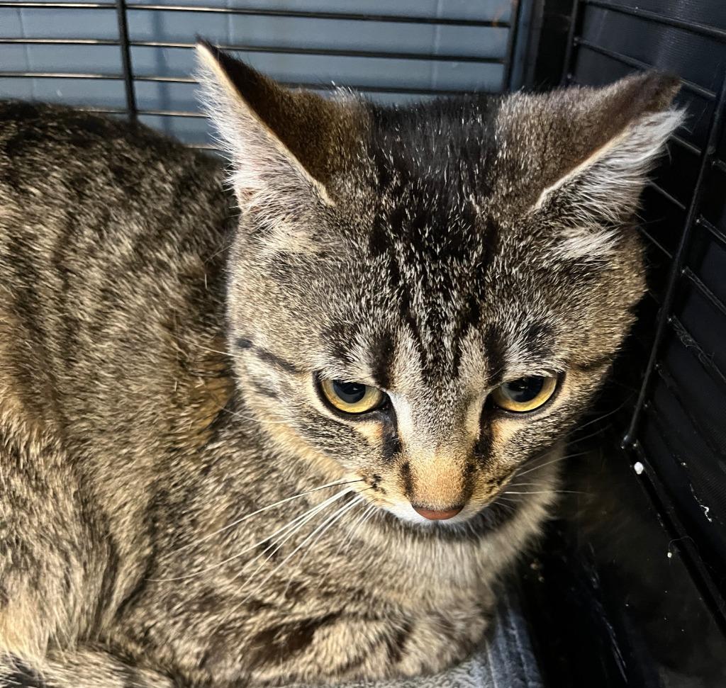 Muffin, a Adoptable mixed breed in Fond Du Lac, WI image 4/4