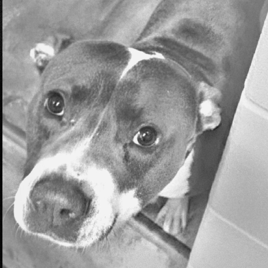 Sarge, Adoptable, Senior Male Terrier.