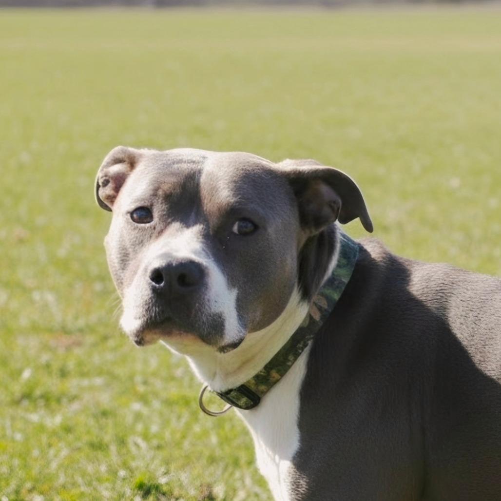 Enlarge Sarge, a Adoptable Terrier in Berkeley Springs, WV image 2/2