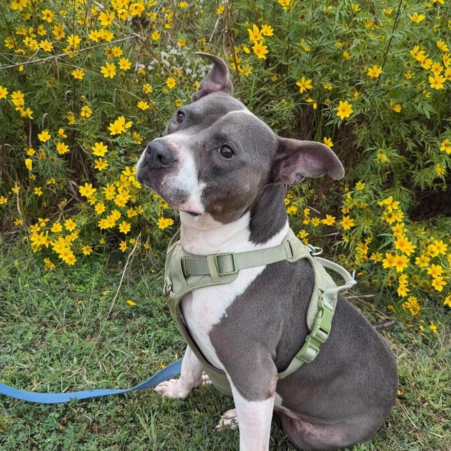 Enlarge Sarge, a Adoptable Terrier in Berkeley Springs, WV image 3/3
