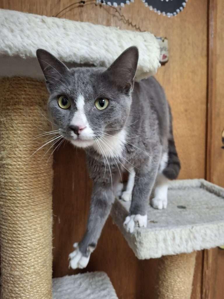 DOVE, a ADOPTABLE Domestic Short Hair in Ironwood, MI image 3/6
