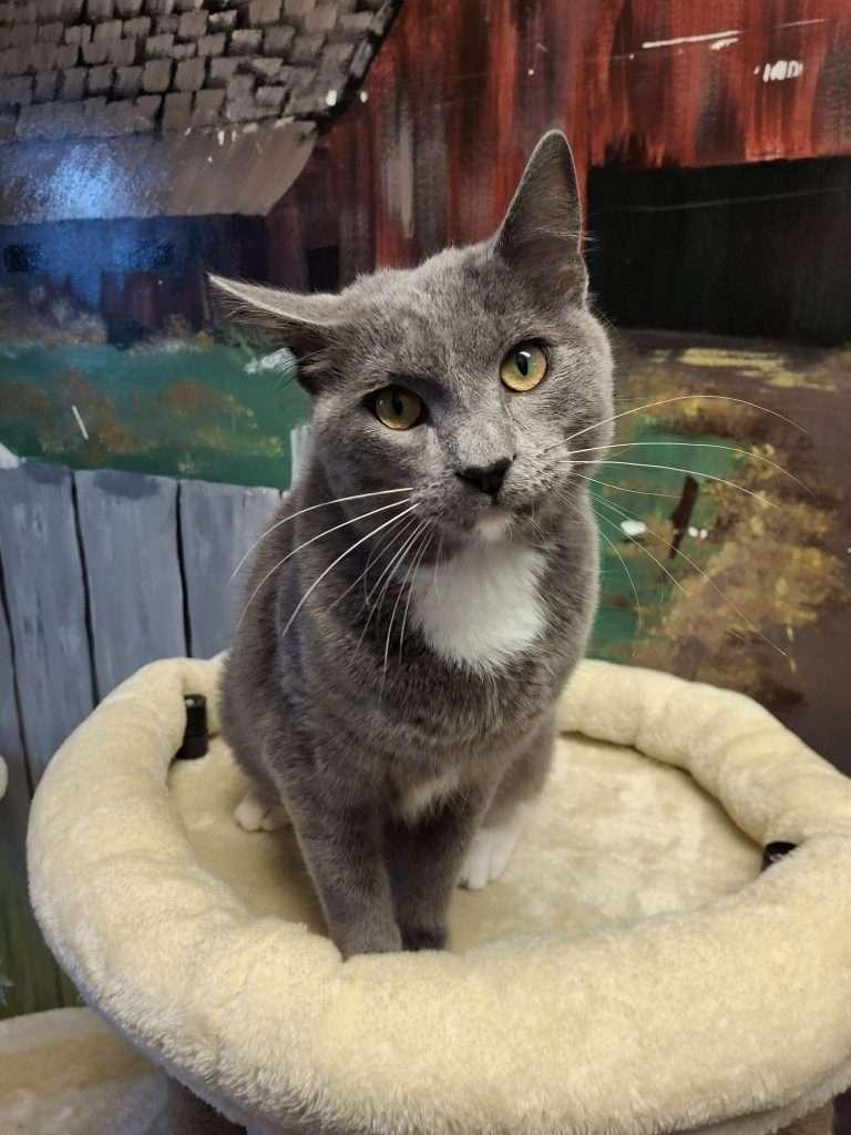 DOVE, a ADOPTABLE Domestic Short Hair in Ironwood, MI image 4/6