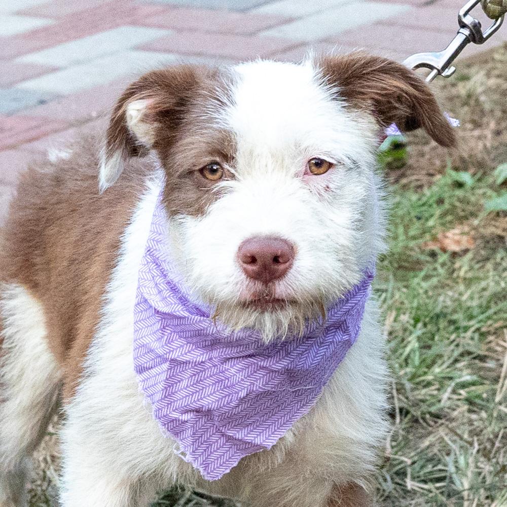 Brownie (Female) Avail 10/24, Adoptable, Puppy Female Wire Fox Terrier & Bull Terrier.