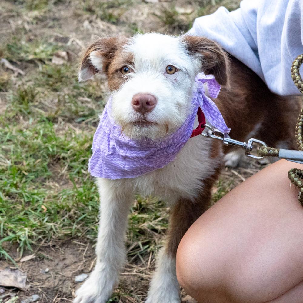 Enlarge Brownie (Female) Avail 10/24, a Adoptable mixed breed in West Grove, PA image 5/6