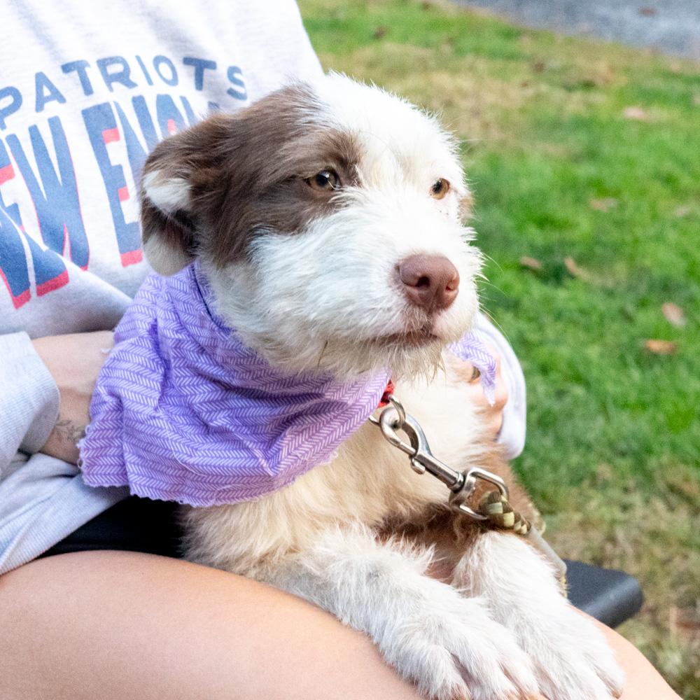 Enlarge Brownie (Female) Avail 10/24, a Adoptable mixed breed in West Grove, PA image 4/6