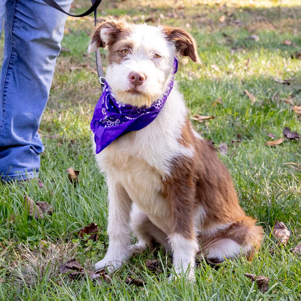 Brownie (Female) Avail 10/27, Adoptable, Puppy Female Wire Fox Terrier & Bull Terrier.