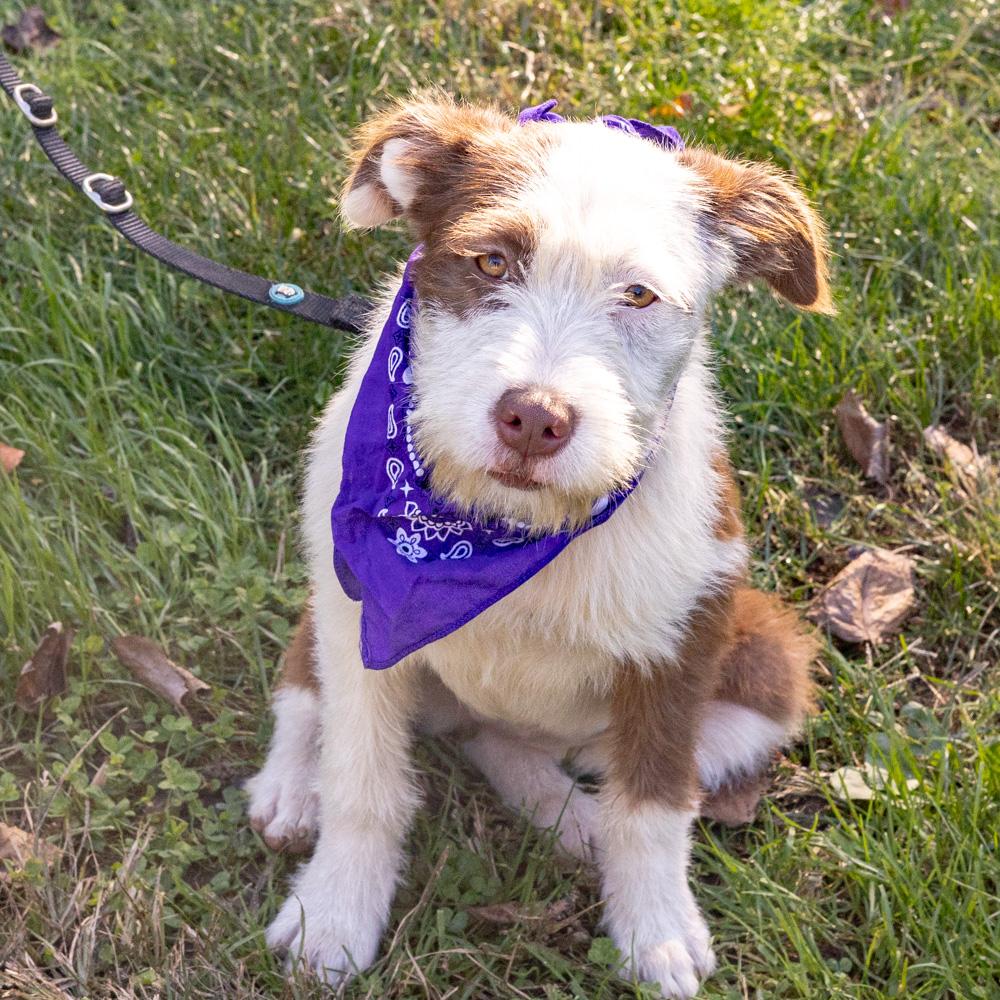 Enlarge Brownie (Female) Avail 10/27, a Adoptable mixed breed in West Grove, PA image 4/6