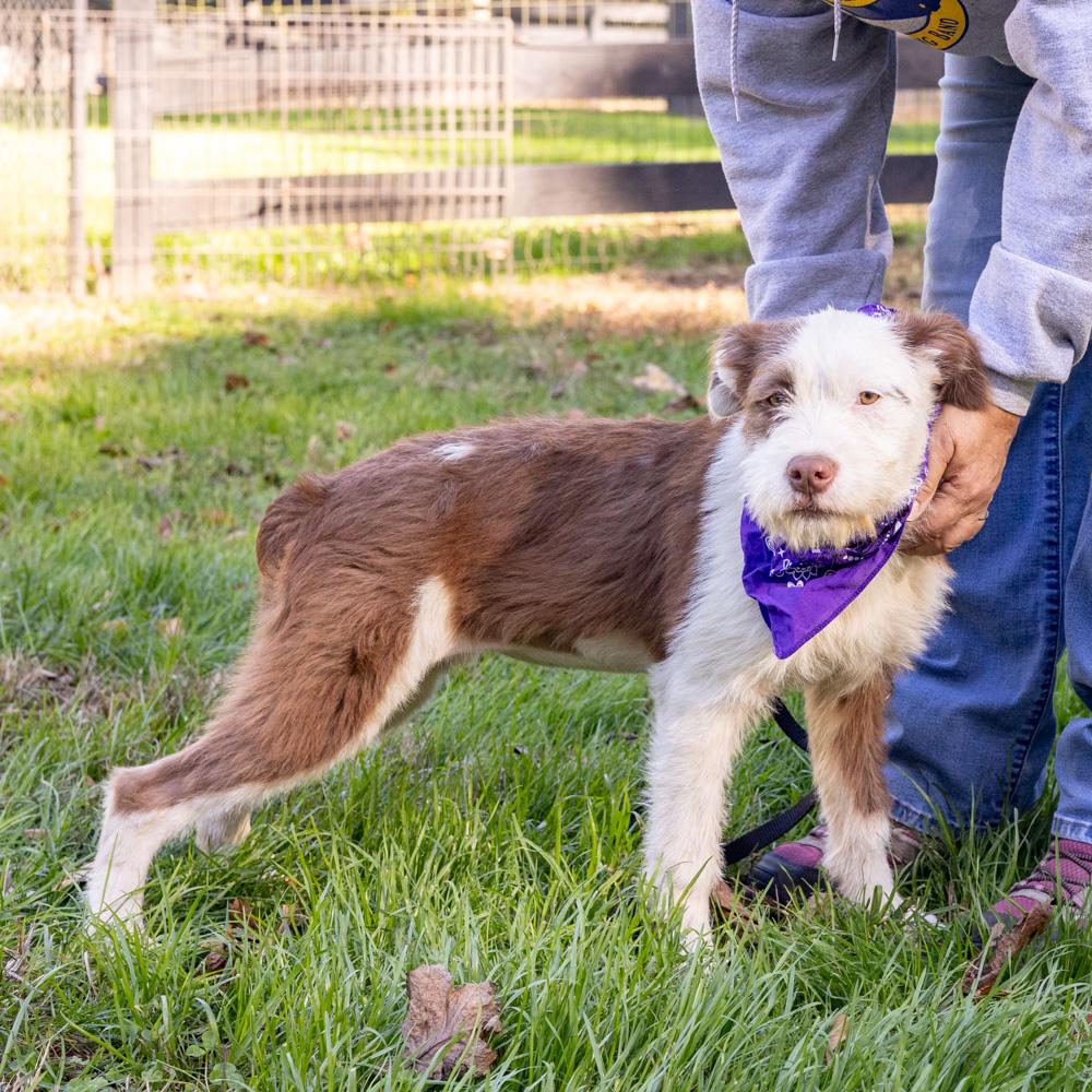 Enlarge Brownie (Female) Avail 10/27, a Adoptable mixed breed in West Grove, PA image 5/6