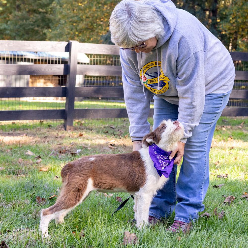 Enlarge Brownie (Female) Avail 10/27, a Adoptable mixed breed in West Grove, PA image 2/6