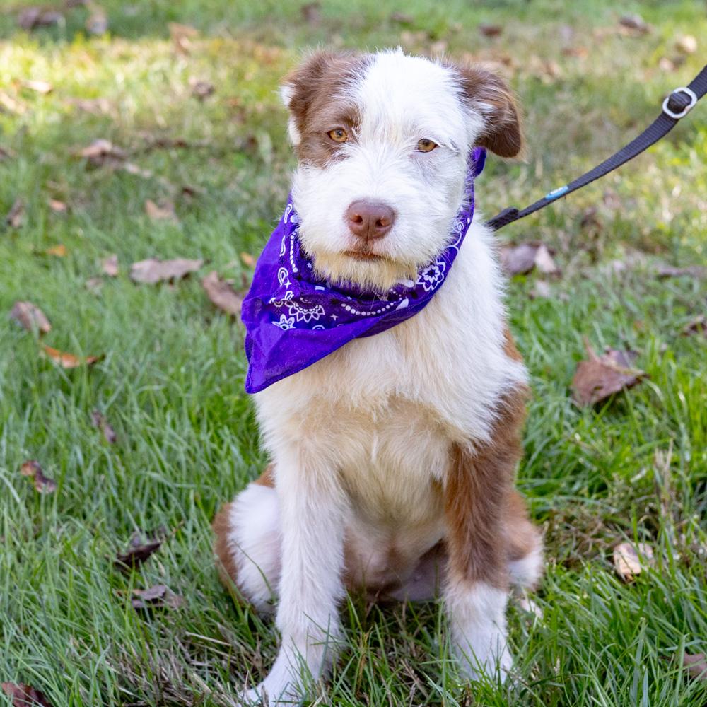 Enlarge Brownie (Female) Avail 10/27, a Adoptable mixed breed in West Grove, PA image 6/6