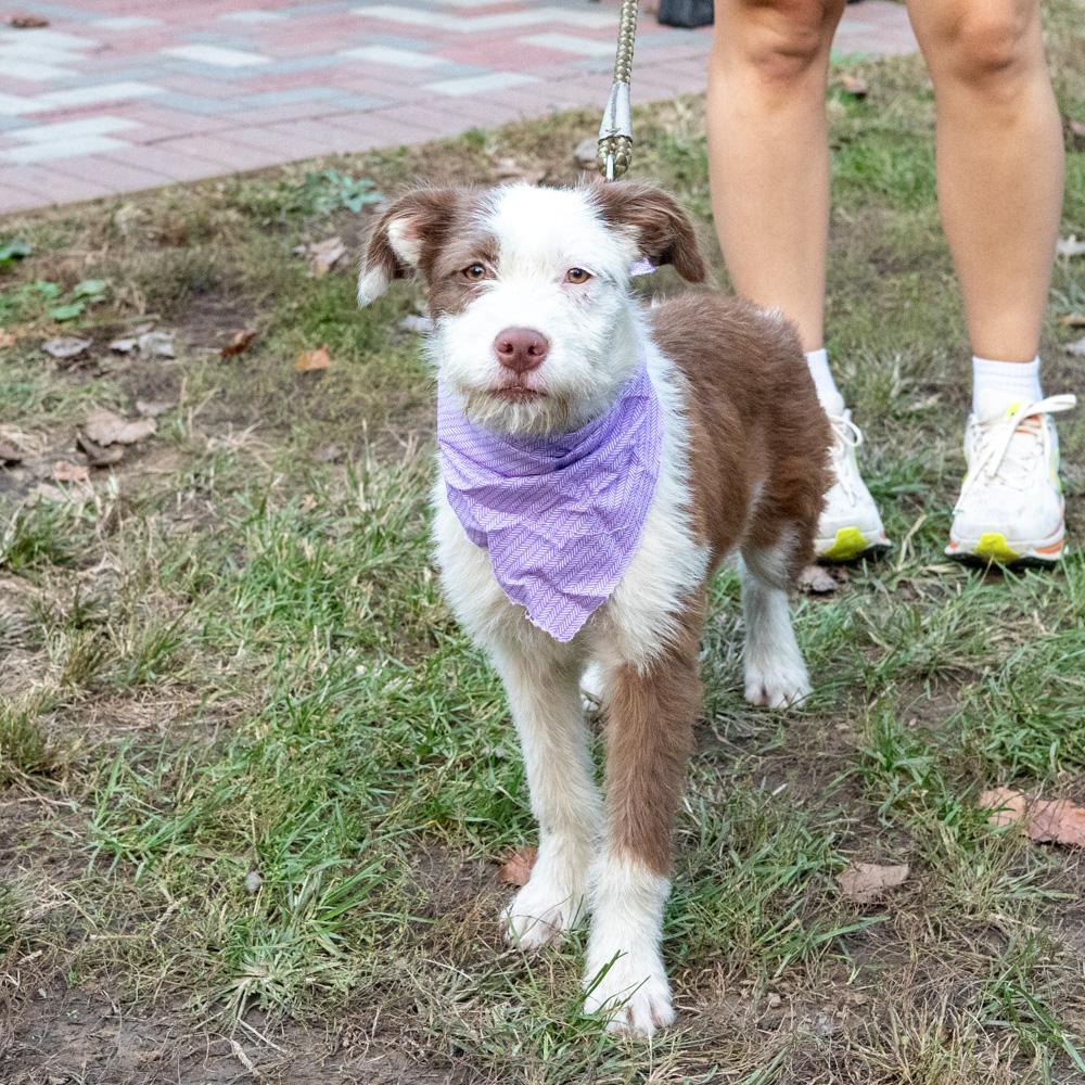 Enlarge Brownie (Female) Avail 10/24, a Adoptable mixed breed in West Grove, PA image 3/6