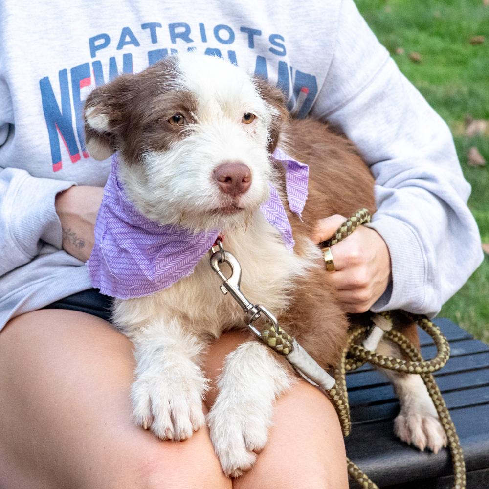 Enlarge Brownie (Female) Avail 10/24, a Adoptable mixed breed in West Grove, PA image 2/6
