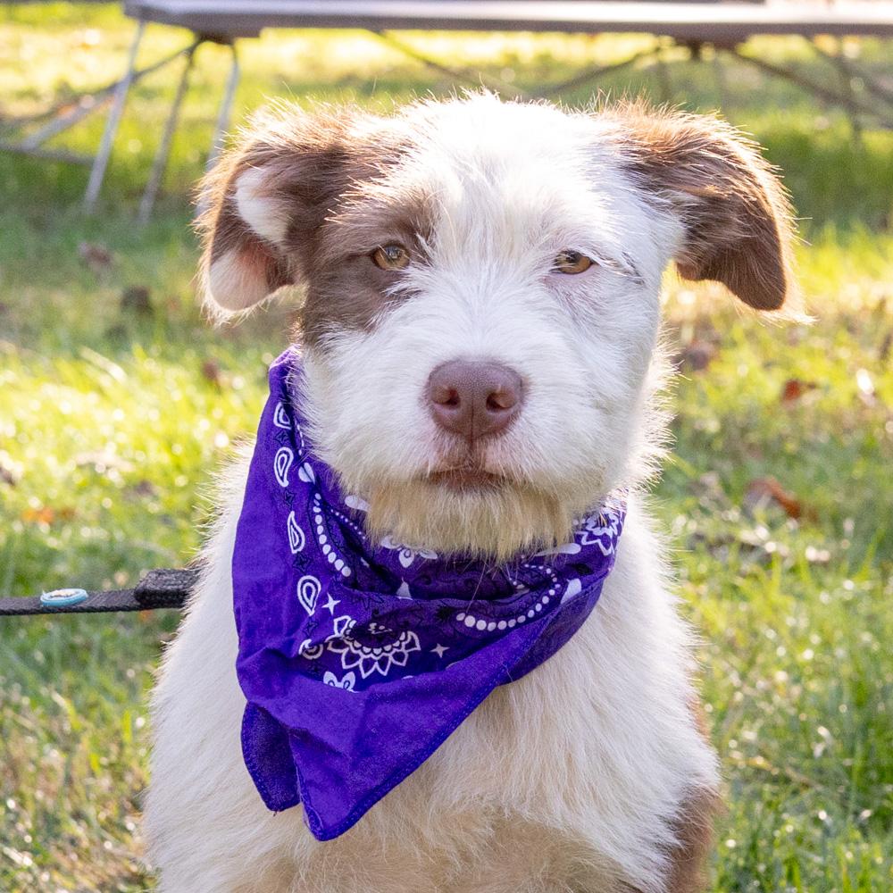 Enlarge Brownie (Female) Avail 10/27, a Adoptable mixed breed in West Grove, PA image 3/6