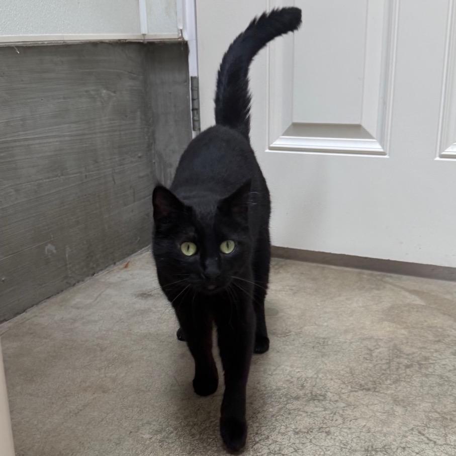 Mildred, a Adoptable Domestic Short Hair in Fort Bragg, CA image 1/5