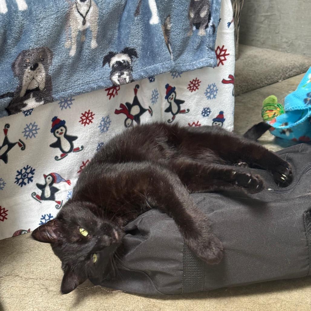 Mildred, a Adoptable Domestic Short Hair in Fort Bragg, CA image 2/5