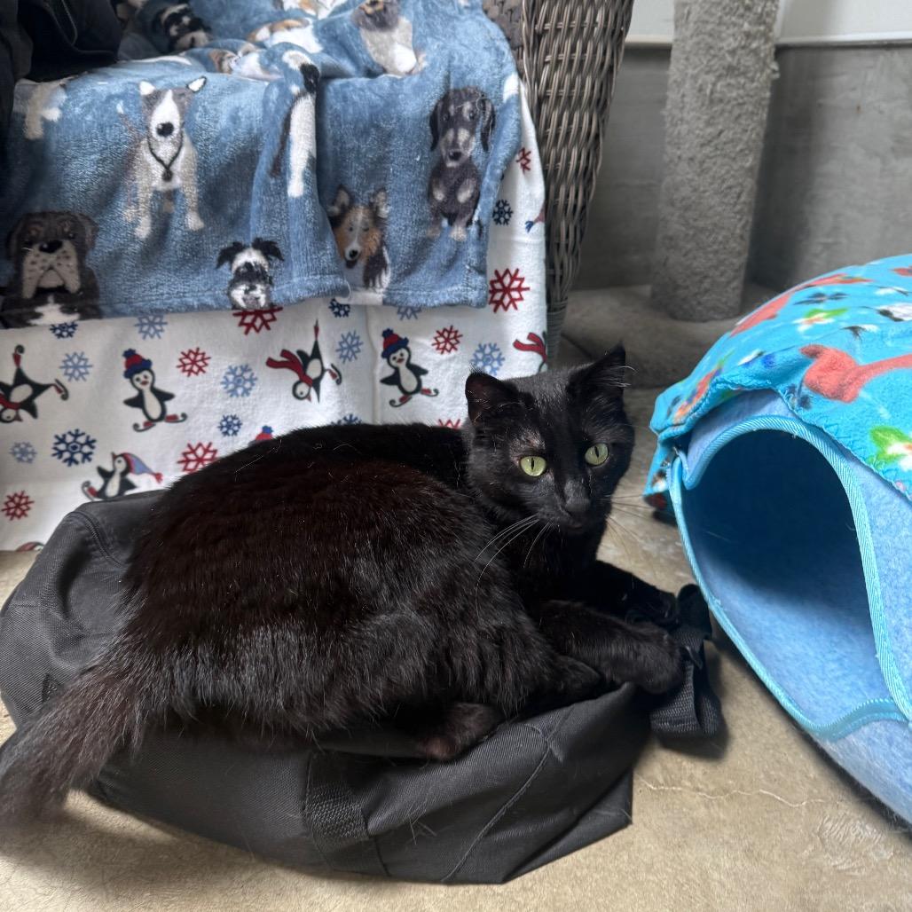 Mildred, a Adoptable Domestic Short Hair in Fort Bragg, CA image 3/5