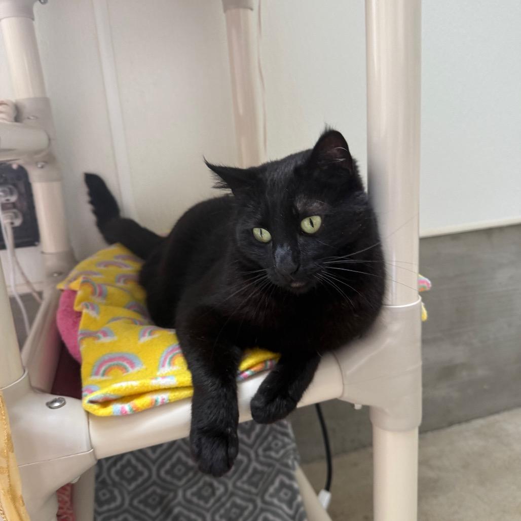 Mildred, a Adoptable Domestic Short Hair in Fort Bragg, CA image 4/5