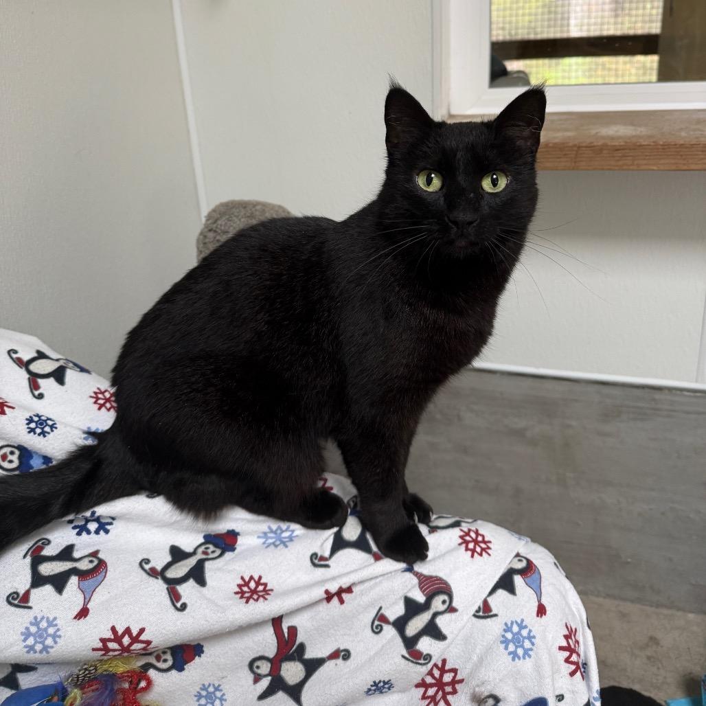 Mildred, a Adoptable Domestic Short Hair in Fort Bragg, CA image 5/5