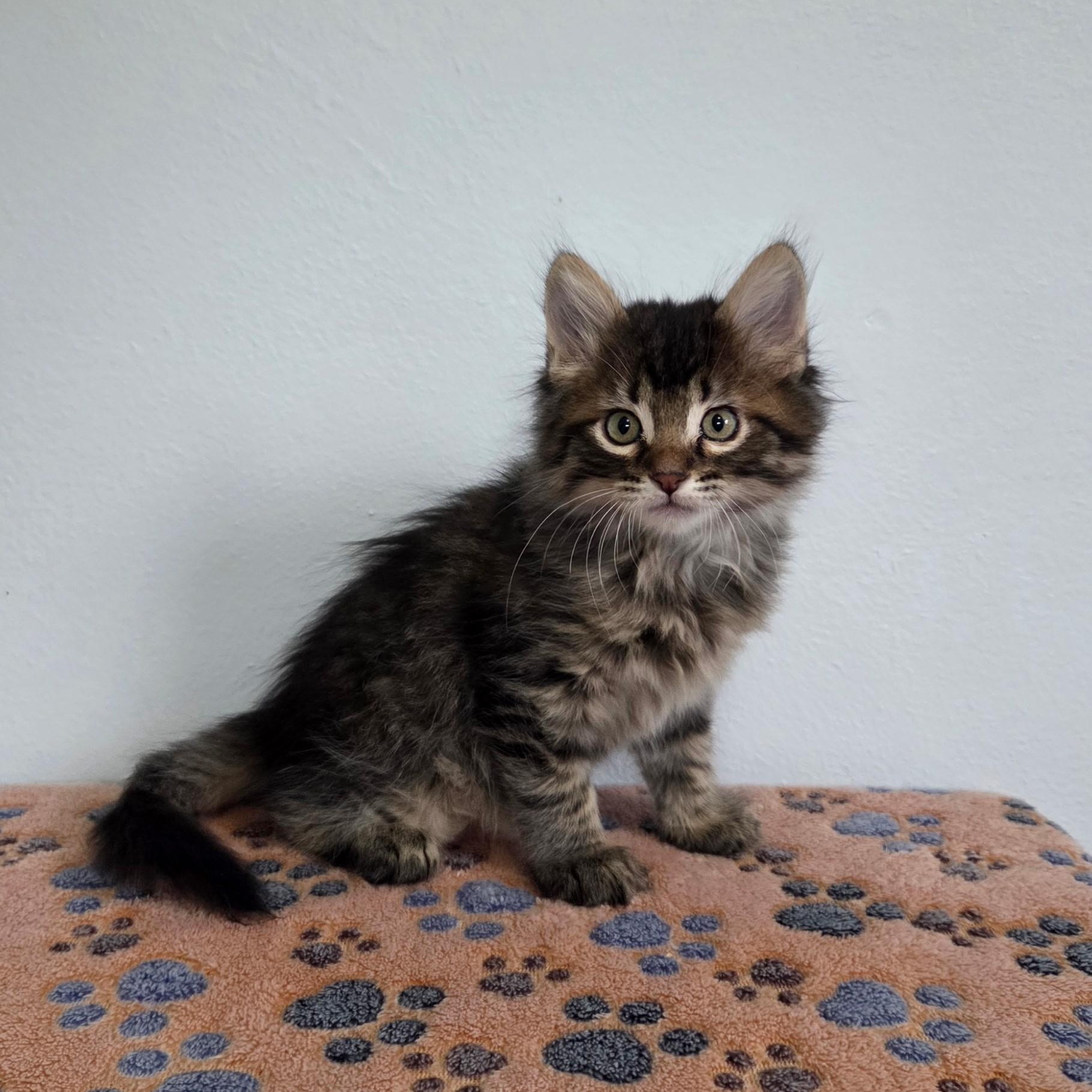 Louisa, an adopted mixed breed in High Ridge, MO image 2/2