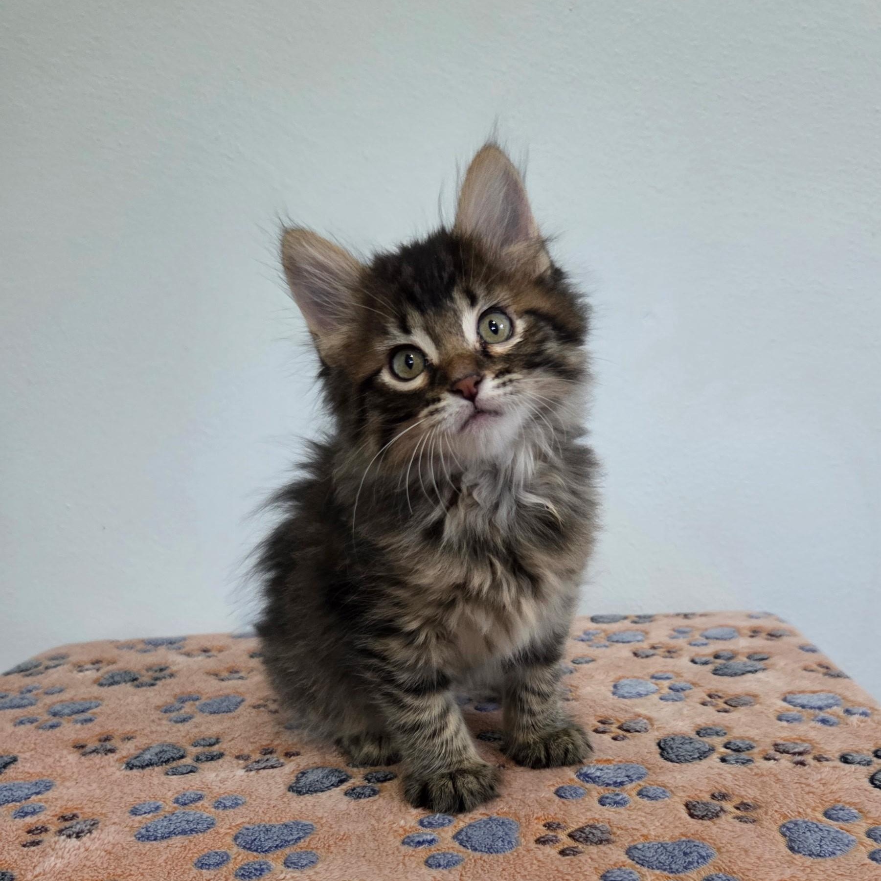 Louisa, adopted, Kitten Female Domestic Long Hair & Tabby.