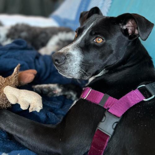 Belair, Adoptable, Young Male Labrador Retriever & Mixed Breed.