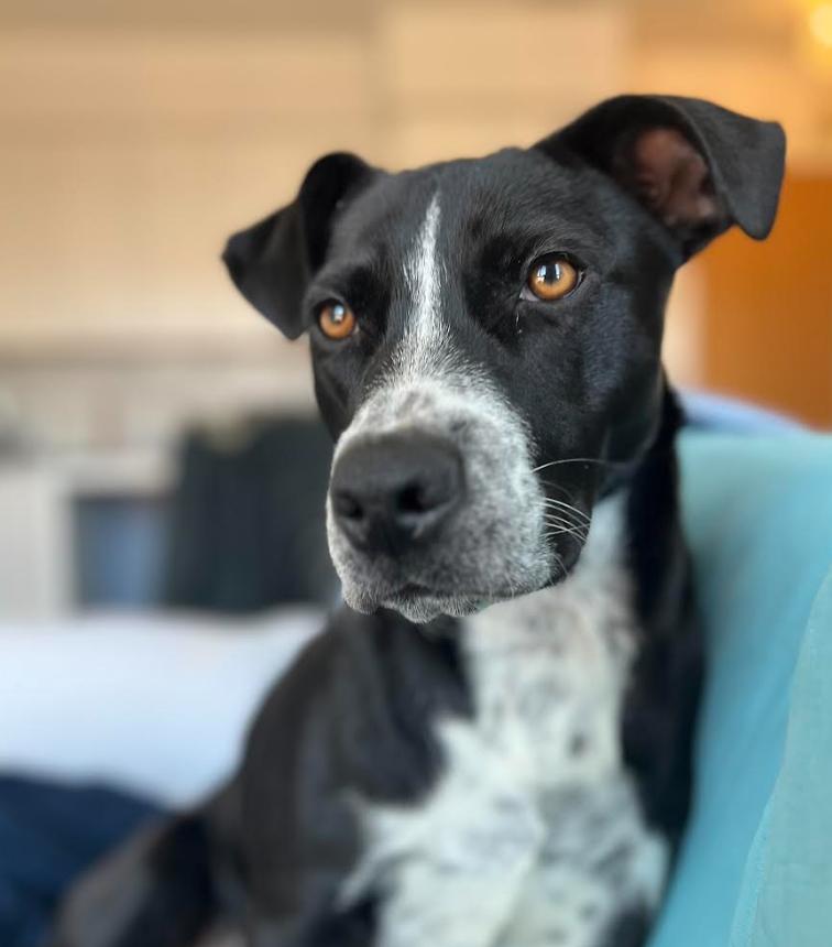 Enlarge Belair, a Adoptable mixed breed in Washington DC, DC image 2/5