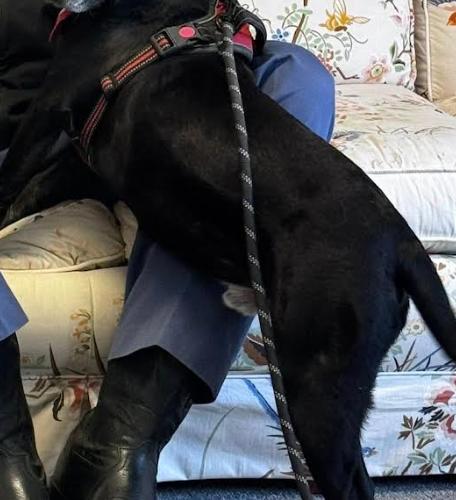 Enlarge Belair, a Adoptable mixed breed in Washington DC, DC image 3/5